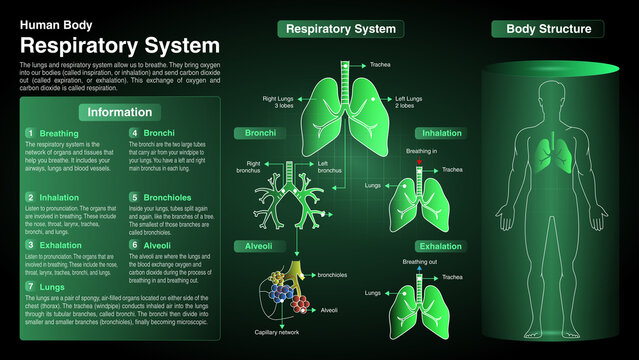 Vector Diagrams of Respiratory System: Function, Organs and Anatomy
