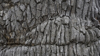 bark of tree