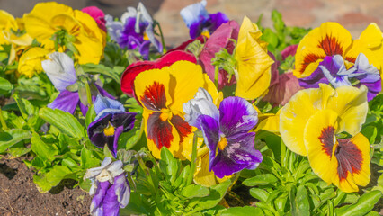 Close-up of colorful pansy flower. Beautiful flowers pattern. Multicolored flowers carpet as background.