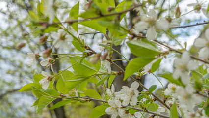 White apple or cherry flowers in springtime. Background with blooming flowers in spring day. Defocused foreground.