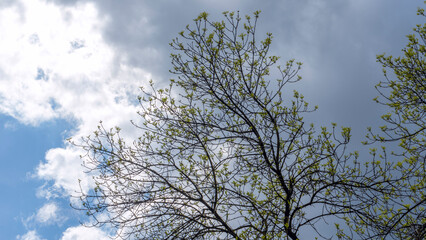 Young vibrant green leaves on stormy sky background. The first spring tender leaves, buds and branches.