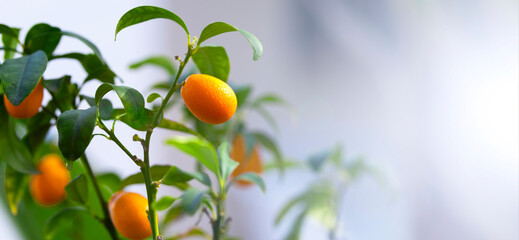 Kumquat Fruit on the branch tree, Fruit Citrus Orchard, Nature Background, Banner