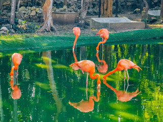 Pink flamingos in pond lake in luxury resort in Mexico.