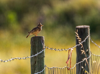 barbed wire fence
