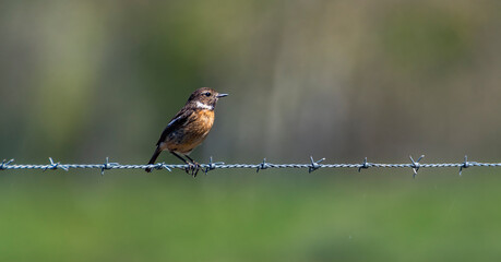 robin in the grass