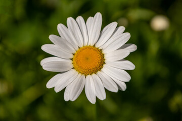 daisy flower