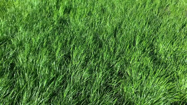 UHD footage of wind caressing green grass and forming waves on a sunny day outside