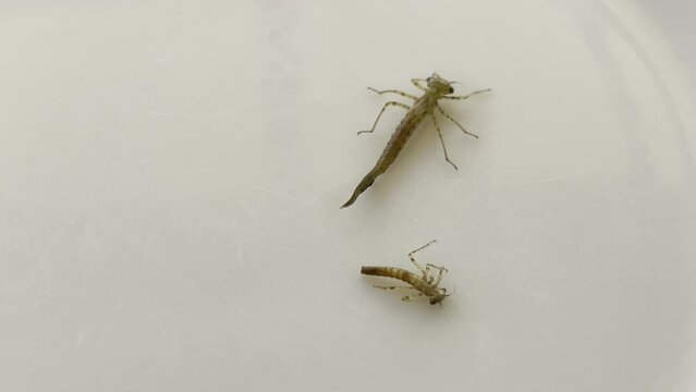 Eine Libellenlarve auf einem Teller.