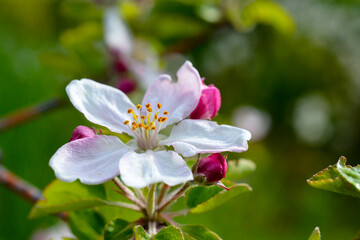 Spring apple flower on twigs on nature blur background, Selective focus. Close up, - springtime, shallow DOF.