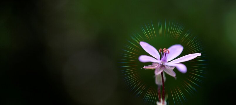 Common Stork's-bill in nature