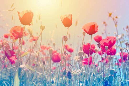 sunlight and poppy plant view