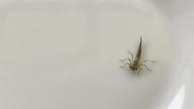 Eine Libellenlarve auf einem Teller.