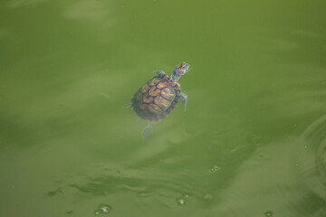 Turtle swimming in the pond