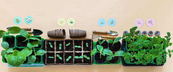 Top view of seeds and young green seedlings of vegetables: pumpkin, cucumber, zucchini and tomato....