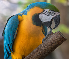blue and yellow macaw