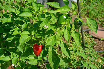 red and green peppers
