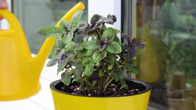 Watering basil plant with watering can in the yellow pot on the balcony. Growing aromatic herbs at home