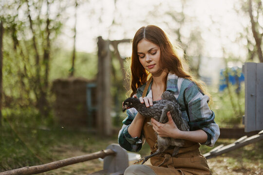 Young Female Zoologist Examines Chicken For Diseases On The Farm