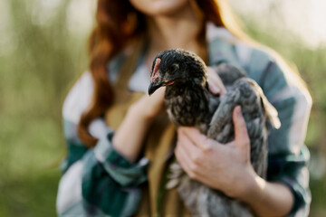 Girl holding a gray chicken in close-up on a farm in a brown apron on a sunny day