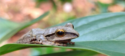 Borneo eared frog Polypedates otilophus