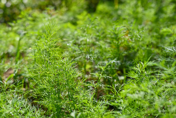 Fresh green dill and parsley grows in the garden, close-up background