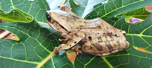 Borneo eared frog Polypedates otilophus