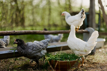 Young healthy chickens go from feeders at the farm organic grass and corn feed for better health in nature