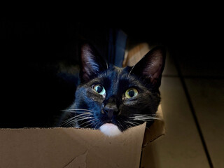 Head of a black and white Siamese cat in a cardboard box