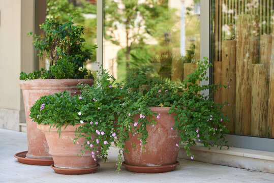 Outdoor plants in large clay pots outside the building