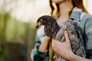 A female farmer holds a gray spotted chicken and examines it to make sure the bird is healthy and shows it to the camera in sunset sunlight against an organic backdrop
