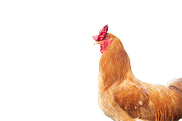 Rooster isolated on the white background.