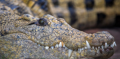 close up of a crocodile