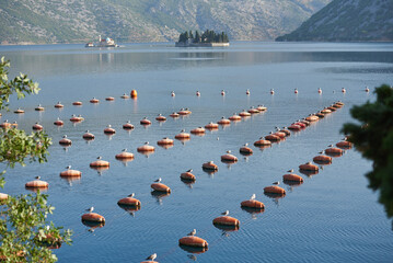 Seagulls are sitting in an oyster farm in the sea in Montenegro
