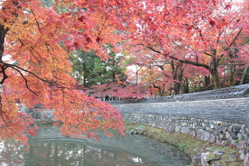 Autumn leaves in the garden
