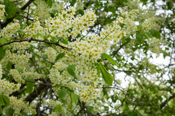 Fototapeta na wymiar Bird cherry flowers in front of a blue sky. Tree in bloom. Close-up of a flowering tree with white small flowers.