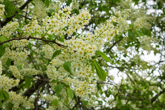 Bird cherry flowers in front of a blue sky. Tree in bloom. Close-up of a flowering tree with white small flowers.