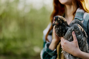 A young woman farmer shows the chicken close-up holding it up for inspection. Organic farm and healthy birds