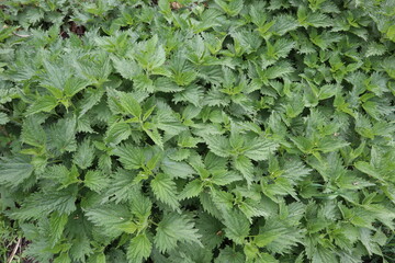 nettles