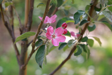 Dark pink apple blossom from a new red-fleshed cultivar in springtime. 