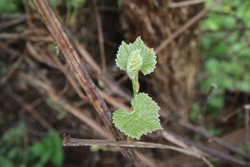 grape leaf