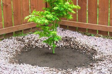 Maple tree during planting sequence in house garden