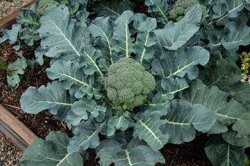 Organic broccoli 