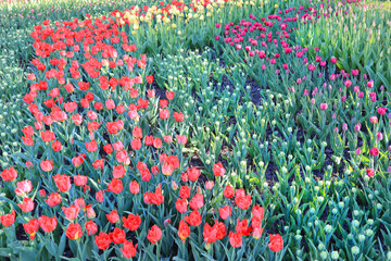 Field with colorful tulips in sunny day outside