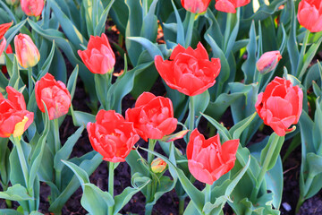  Field with red tulips in sunny day outside