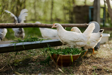 Young chickens and roosters eat organic feed from feeders on a green farm in nature without chemicals or pesticides for the health of the birds