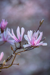 Arbre en fleurs dans un parc au printemps