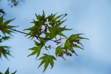 Arbre asiatique au parc oriental de Maulévrier