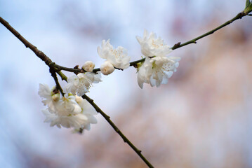 Cerisier en fleurs dans un parc au printemps