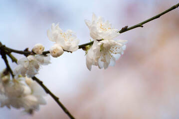 Cerisier en fleurs dans un parc au printemps