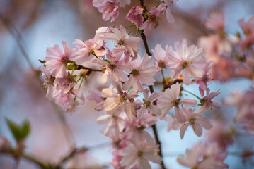 Cerisier en fleurs dans un parc au printemps